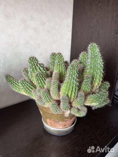 Кактус цветущий