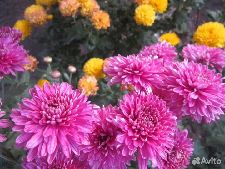 Хризантемы и сентябринки