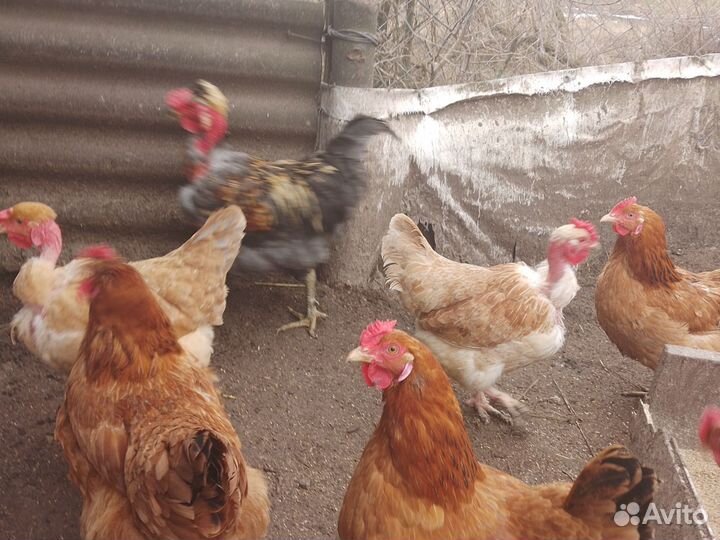 Яйцо на инкубацию