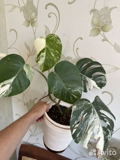 Монстера вариегатная