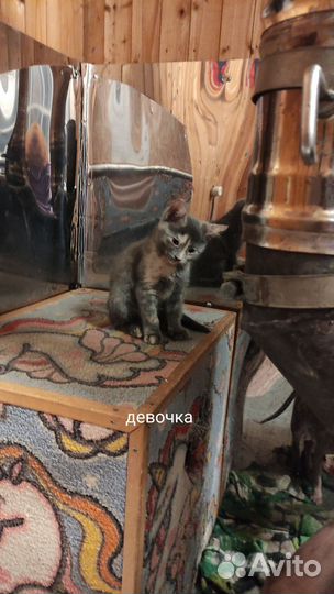 Котята в добрые руки бесплатно