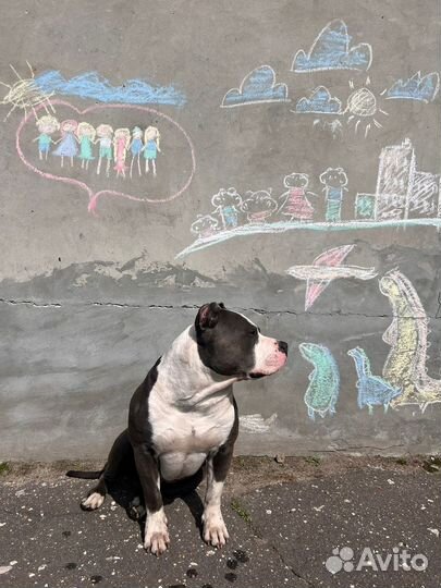 Вязка собак