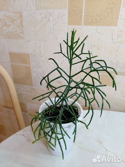 Хатиора/Крестовник/Крассула/Хавортия/Алоэ Пёстрое