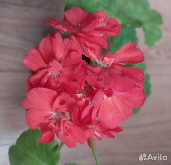 Пеларгония герань