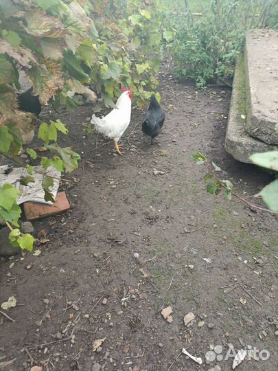 Молодые петухи