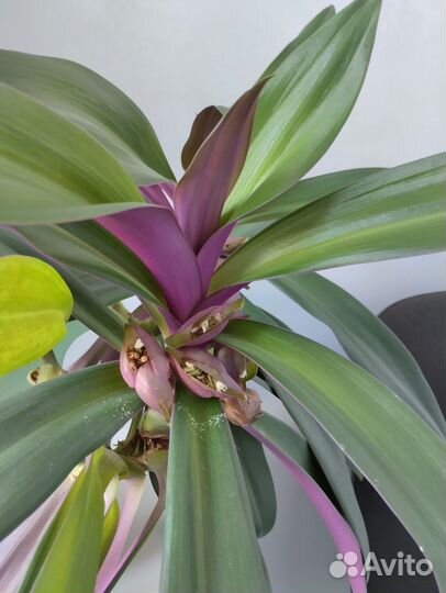 Рэо разноцветная