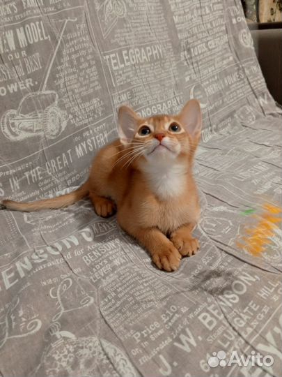 Абиссята ищут дом