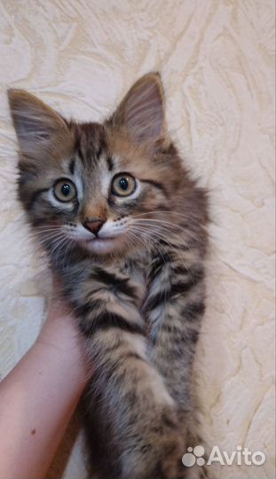 Котенок мальчик