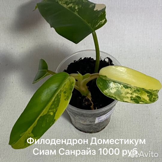 Филодендроны
