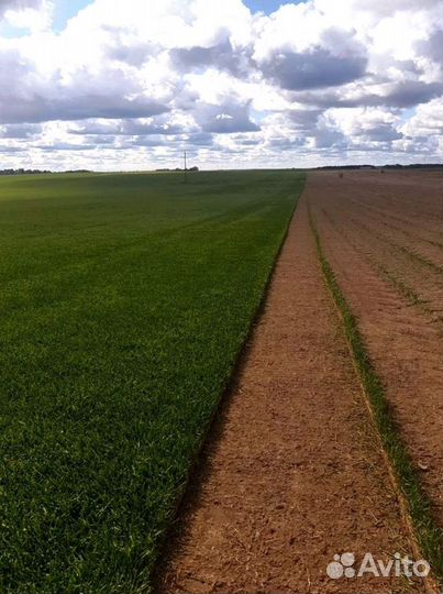 Рулонный газон