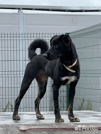 Маленькая собака