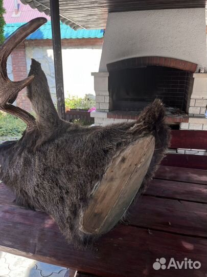 Имитация голова лося чучело