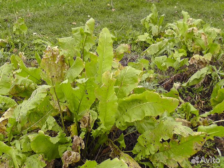 Корень хрена