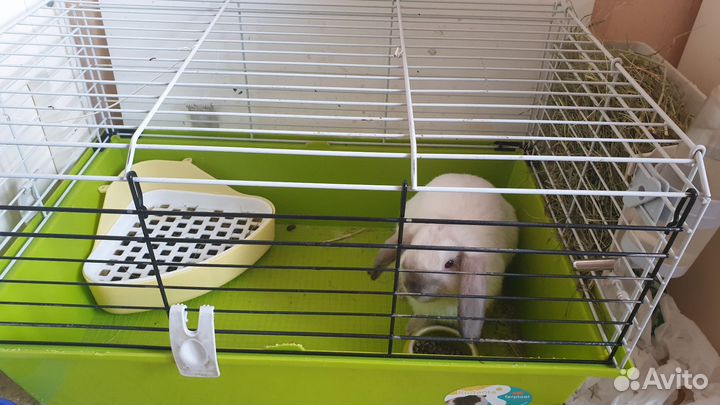 Карликовый кролик (мальчик)