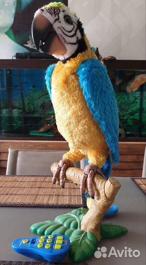 Говорящий попугай ара в натуральный рост