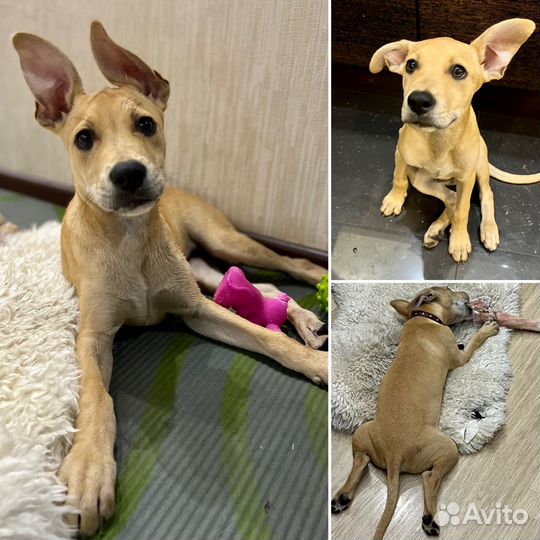 Щенок в добрые руки