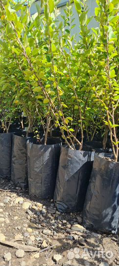 Кизильник блестящий