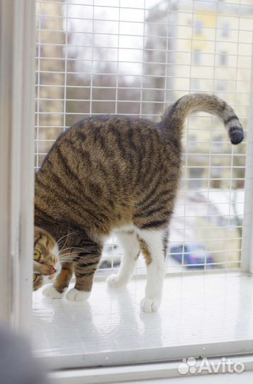 Глазастый и носатый котик