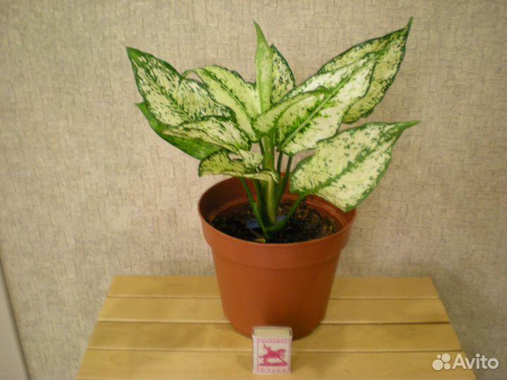 Комнатные растения цветы