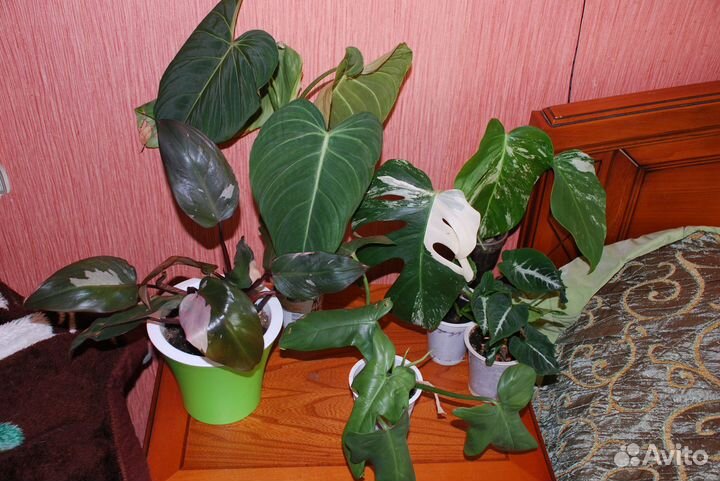 Комнатные сортовые цветы