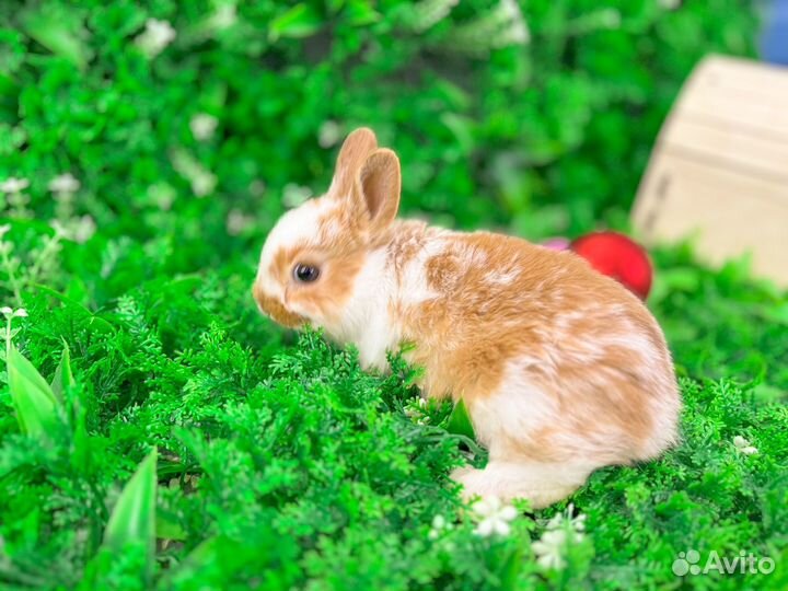 Мини карликовый кролик - ручной с ладонь