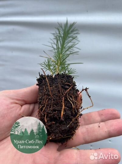 Зкс и окс Сосна Ель Лиственница сеянцы Голуб горн