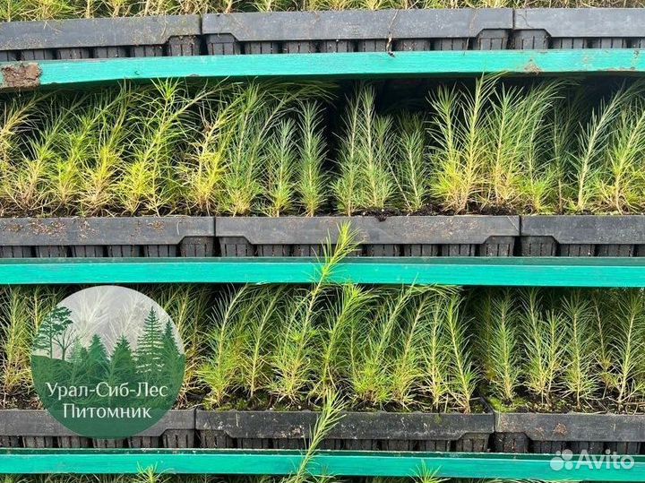 Сеянцы зкс Сосна Ель Лиственница окс Голуб Горн