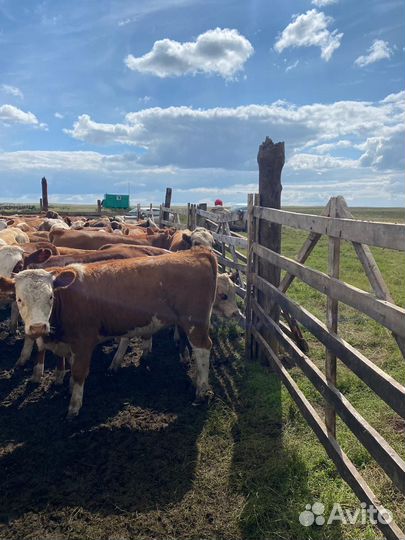 Бычки и Телки герефорд