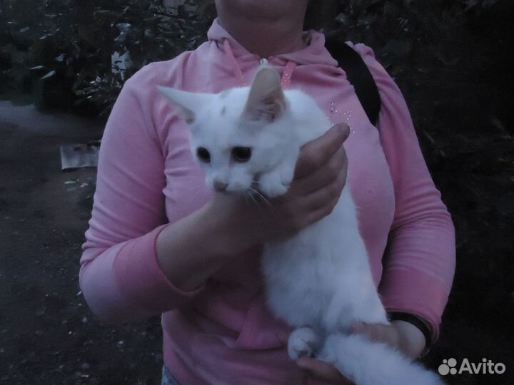 Белый котенок