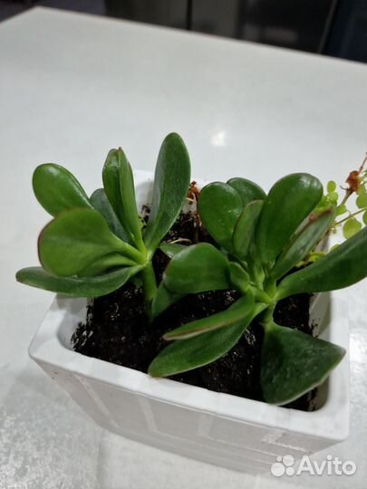 Крассула (Толстянка)