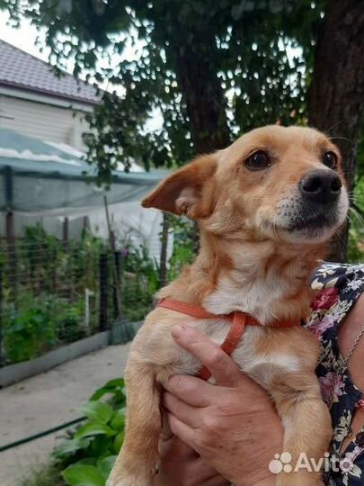 Маленькая собака в добрые руки бесплатно