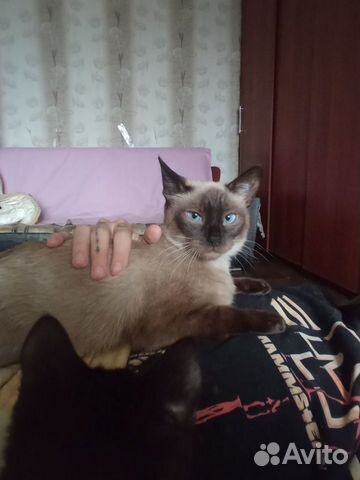 Тайская кошка в добрые руки