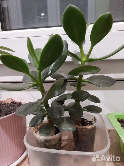 Комнатные растения цветы