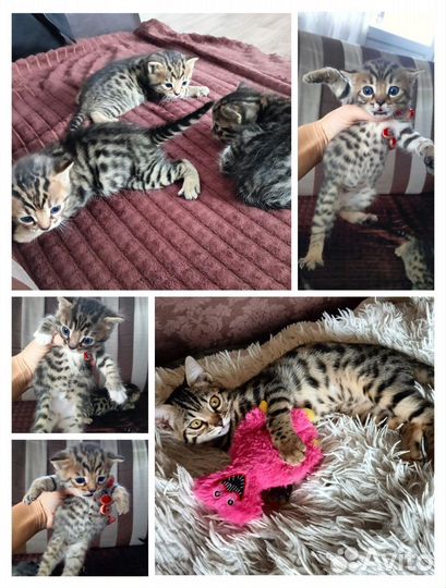 Бенгальская