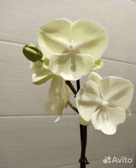 Орхидея биглип салатовый, тестовый
