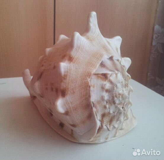 Ракушка Кассис корнута (cassis cornuta)