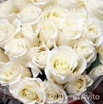 Высокие розы Гигантские Розы 150 160 170 180 190см