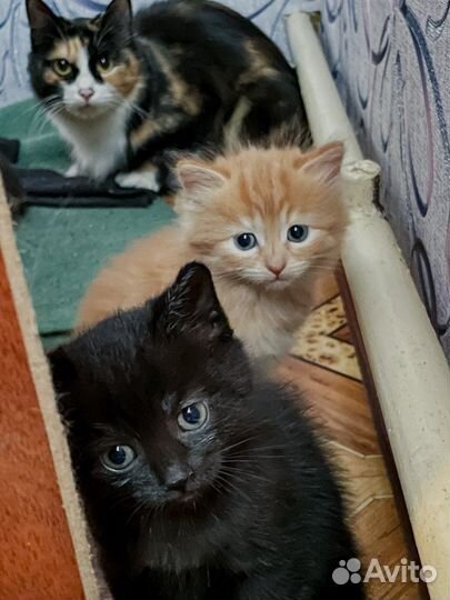 Котята в добрые руки