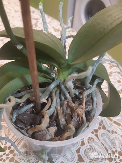 Орхидея mini марк