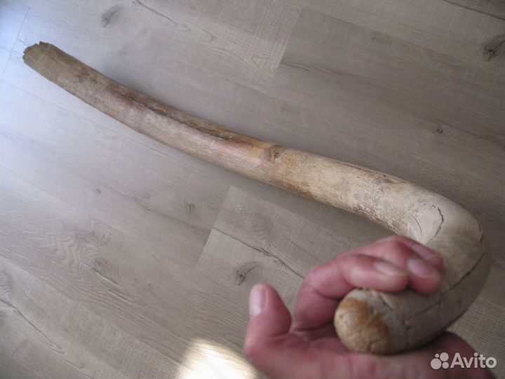 Бивень мамонта для интерьера Цена за весь бивень