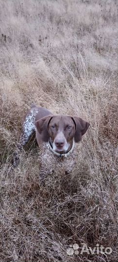 Курцхаар вязка