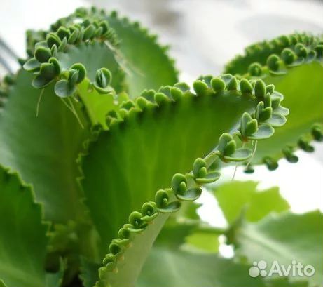 Каланхое живородящее