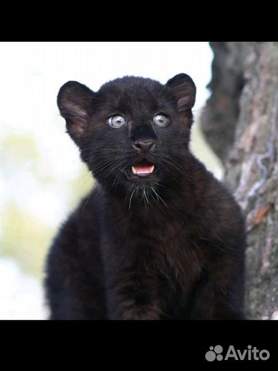 Выгуливание собак