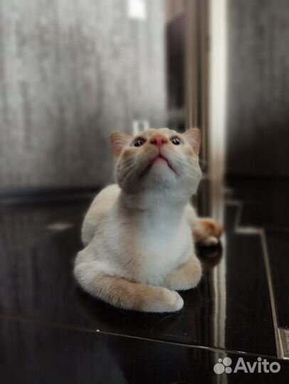 Котик в добрые ручки