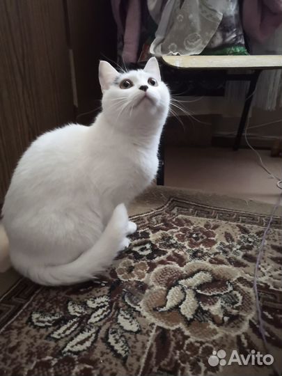 Отдам кошку в добрые руки