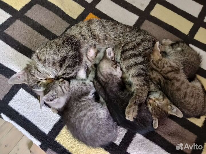 Кошка в дар бесплатно