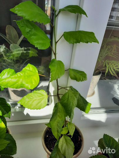 Гибискус комнатный