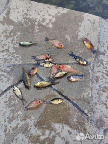Рыбки для пруда