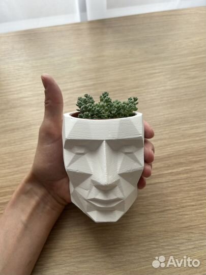 Растение в горшке (седум)