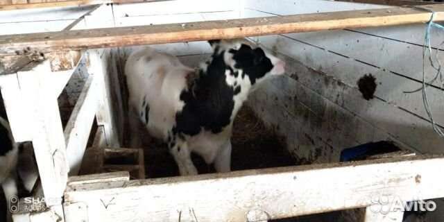 Телята бычки с Плем хозяйства